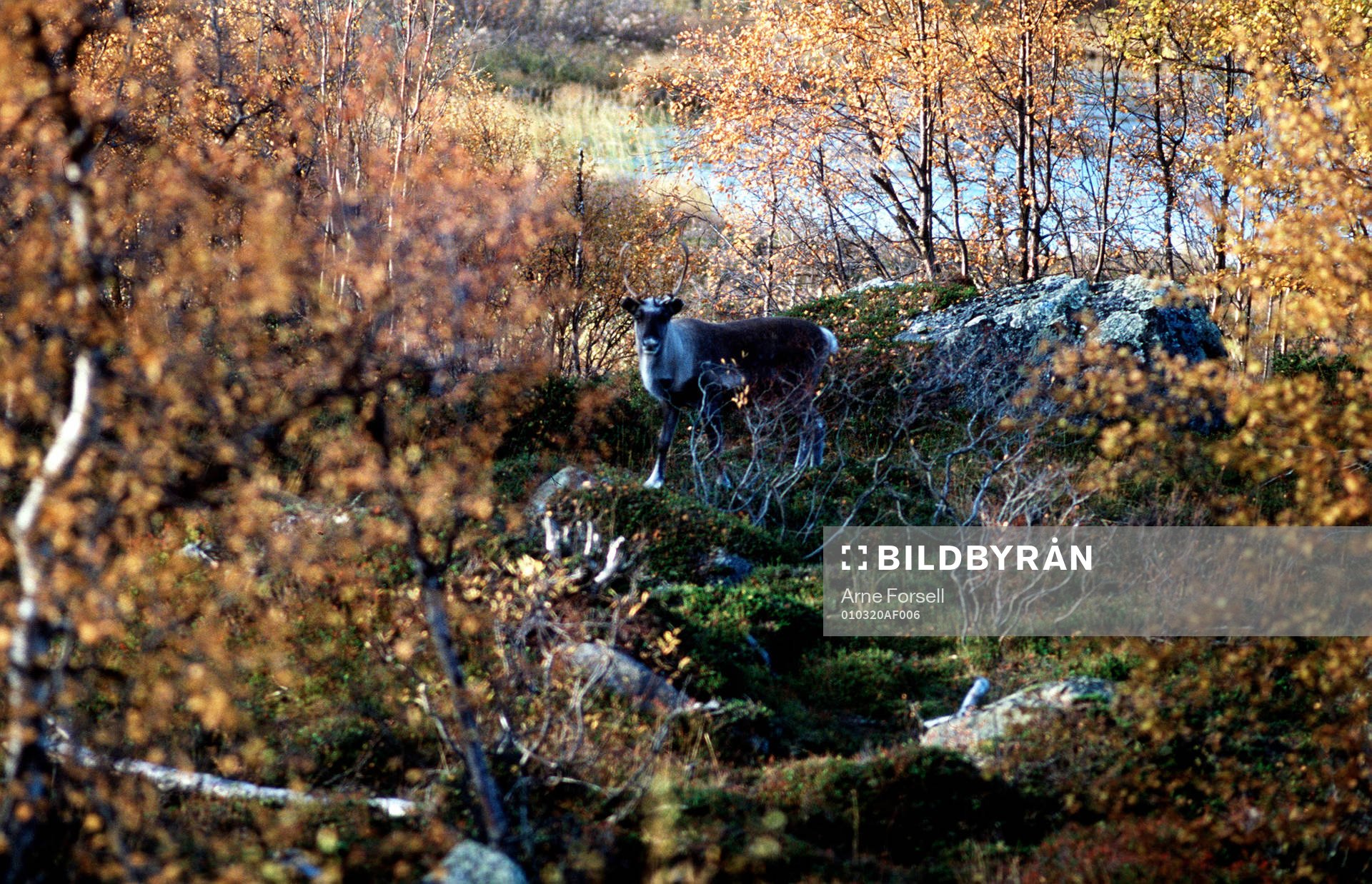 Fjällvärld, Lappland, ren