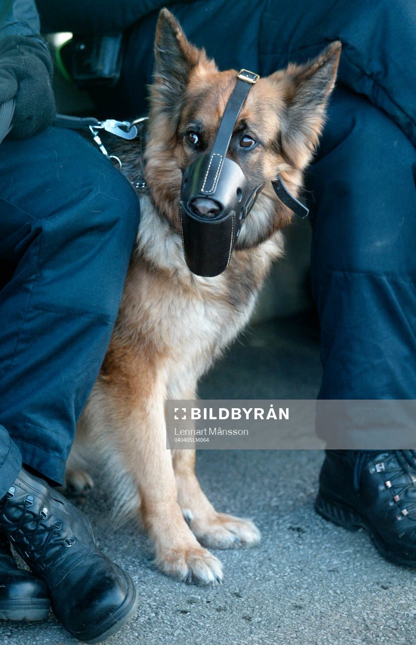 Hund, Polishund, Munkorg