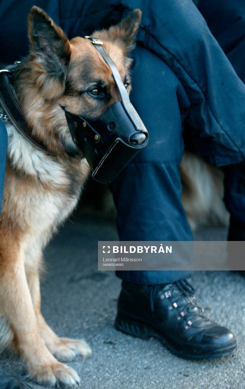Hund, Polishund, Munkorg