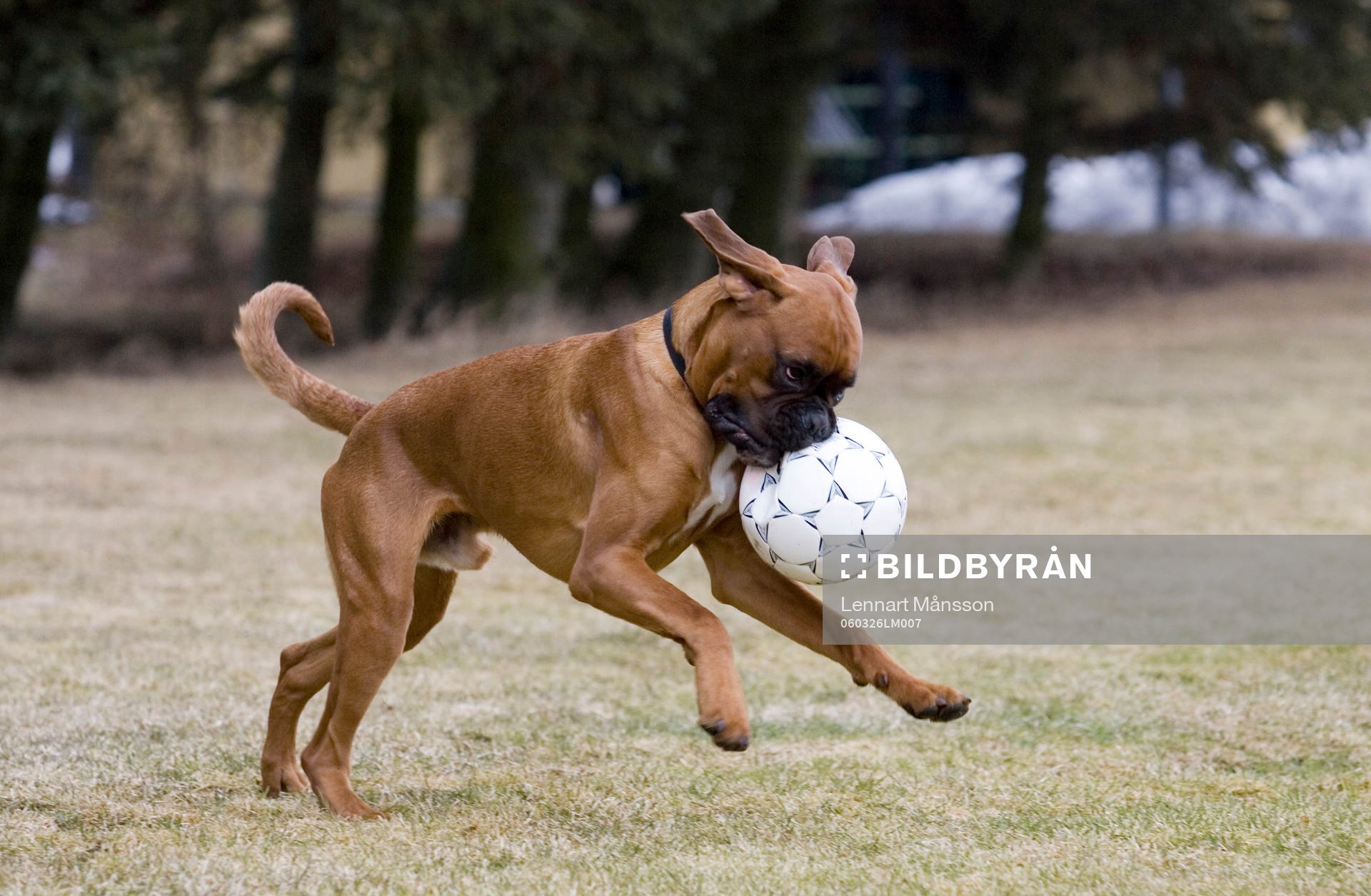 Fotboll, hund, boll, lek