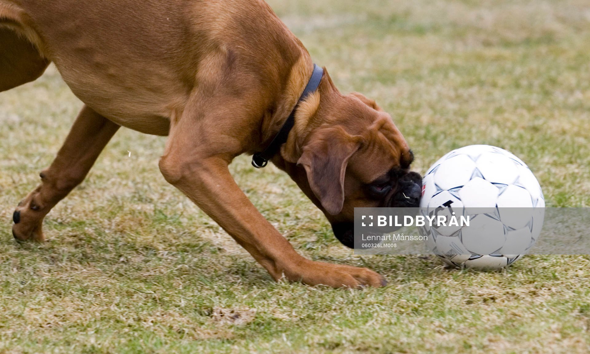 Fotboll, hund, boll, lek