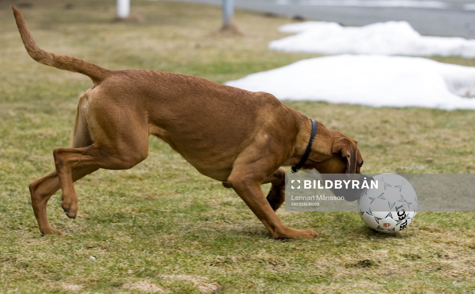 Fotboll, hund, boll, lek