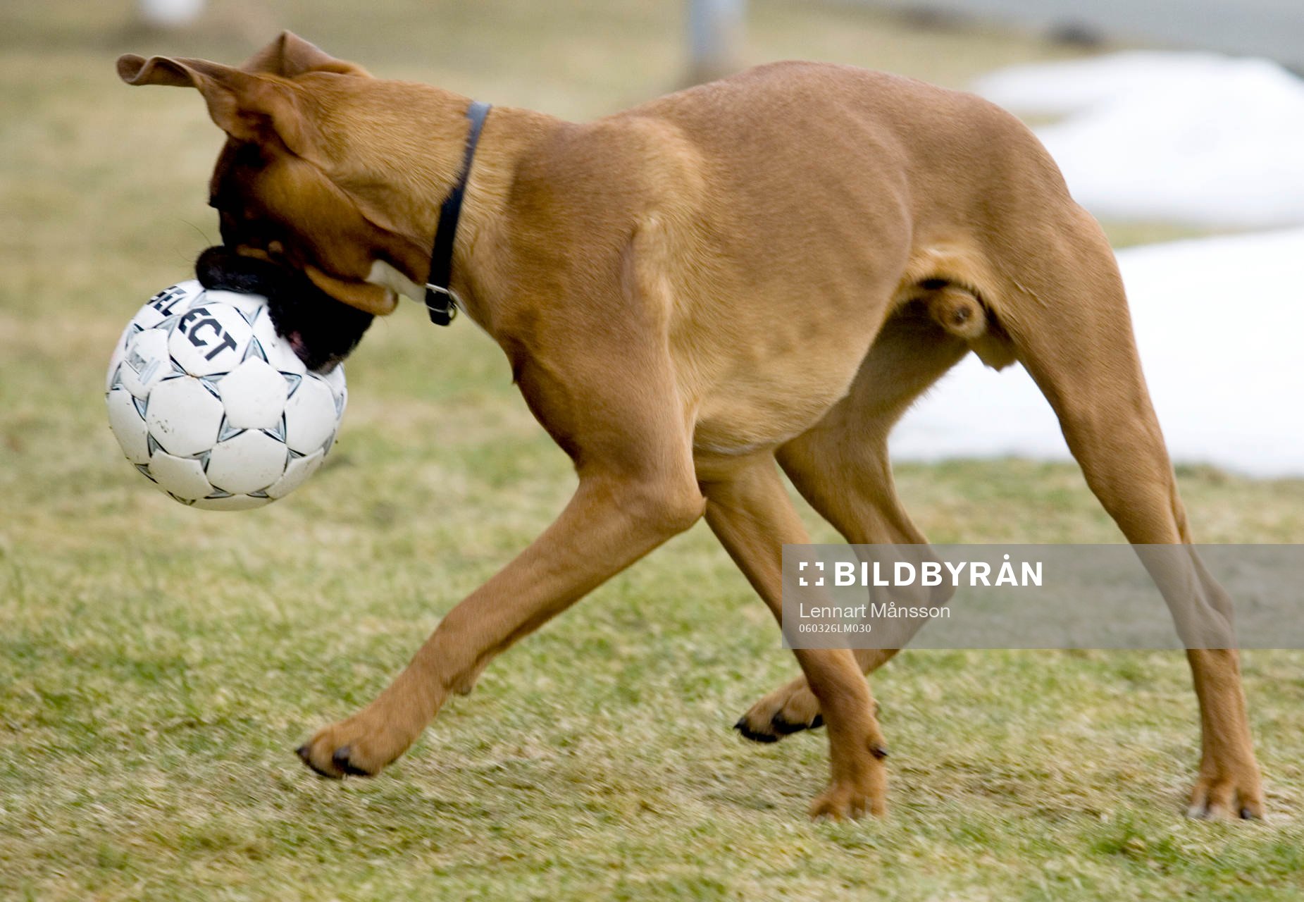 Fotboll, hund, boll, lek