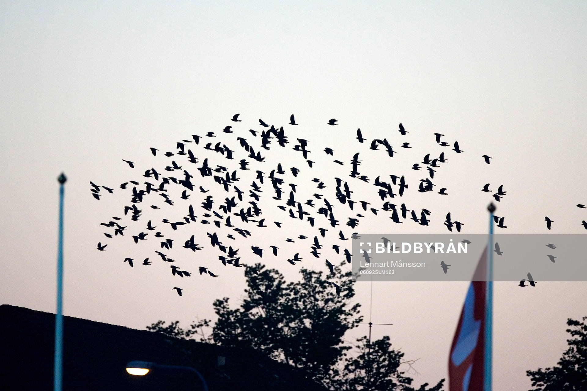 Fågel, fåglar, flock