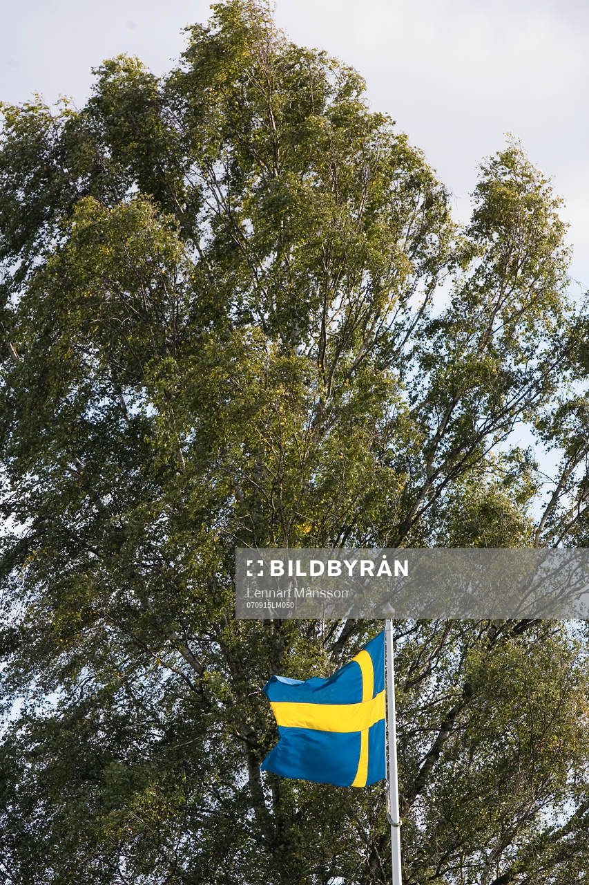 Flagga, svenska flaggan, skog, träd