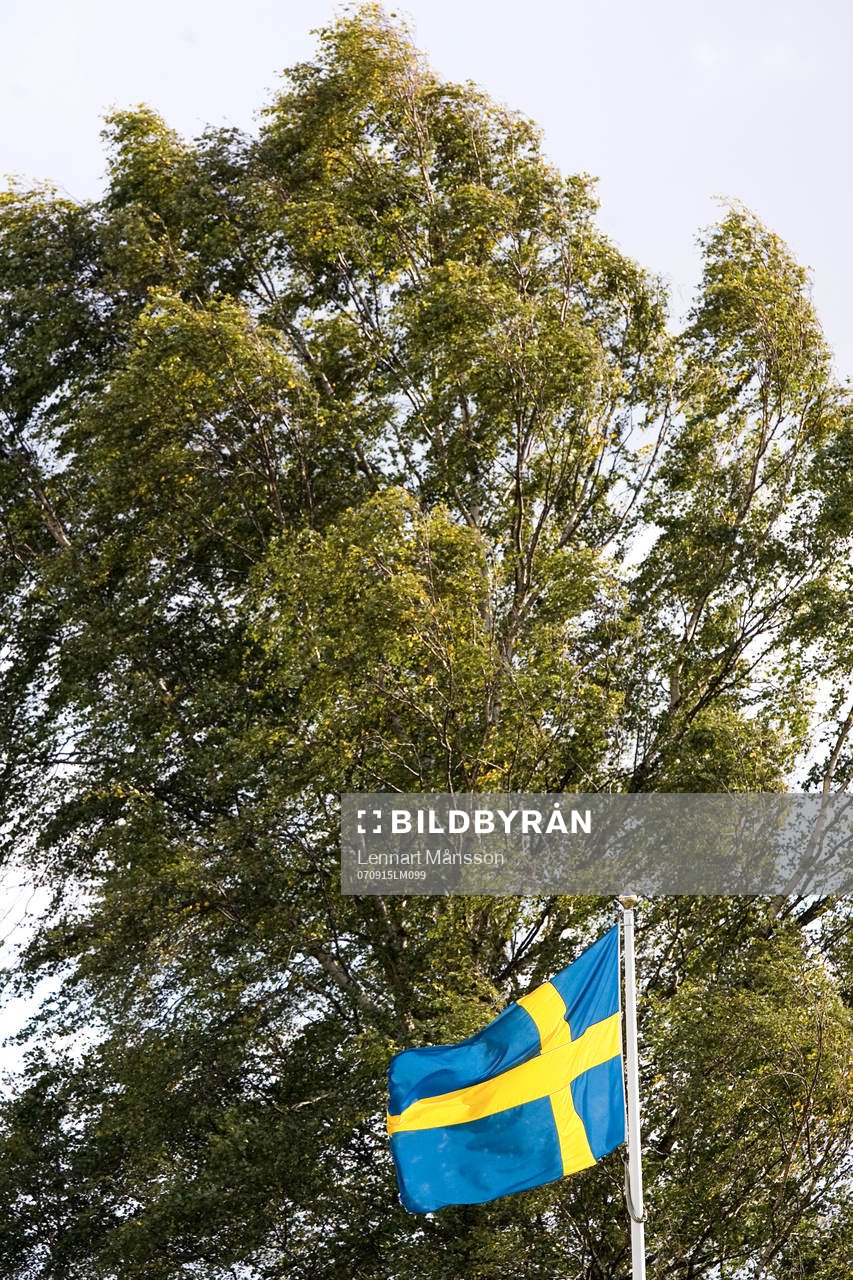 Flagga, svenska flaggan, skog, träd