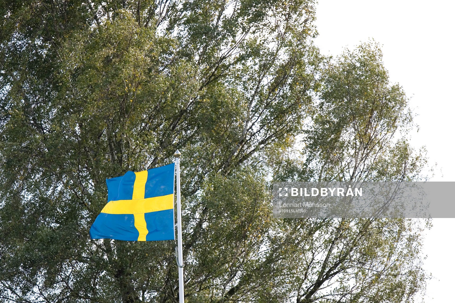 Flagga, svenska flaggan, skog, träd