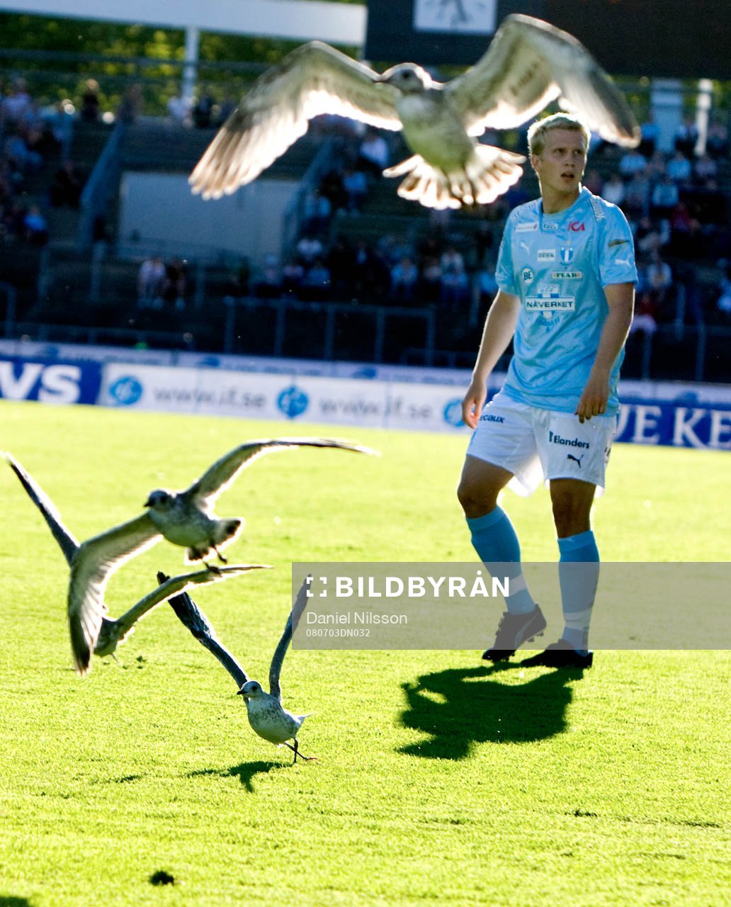 Fågel, Joakim Nilsson, Malmö