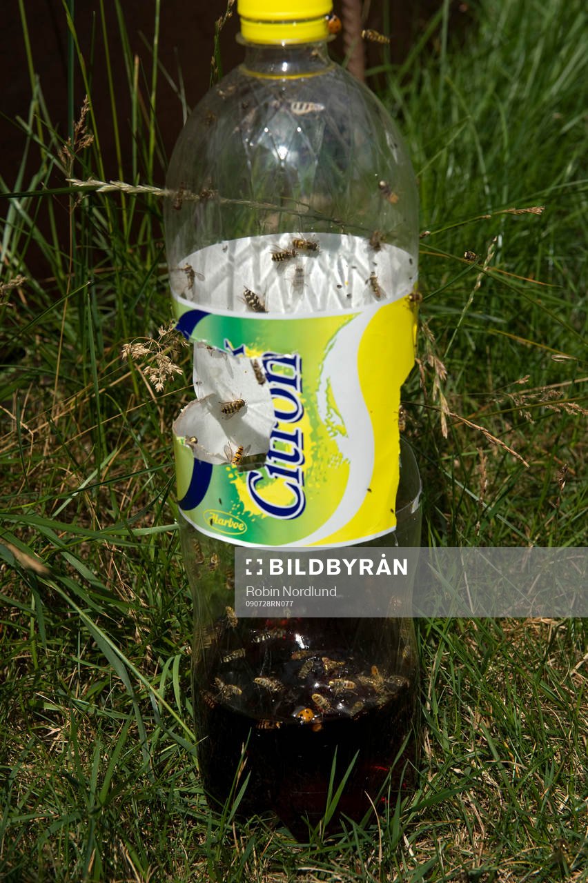 Steklar, Flygande ohyra invarderar Kviks Camping