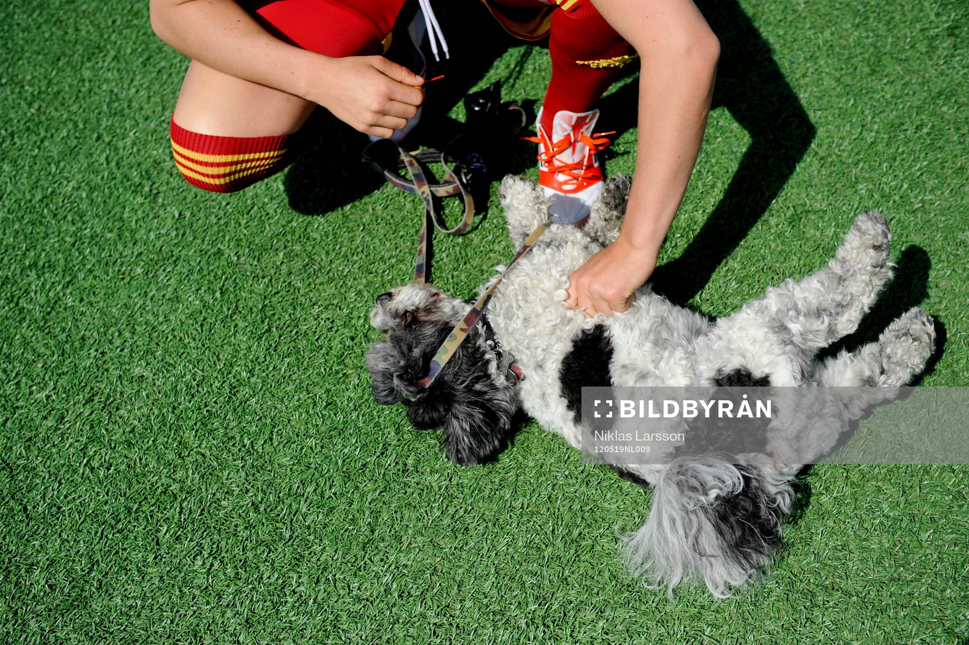En spelare i Tyresö hälsar på en hund innan