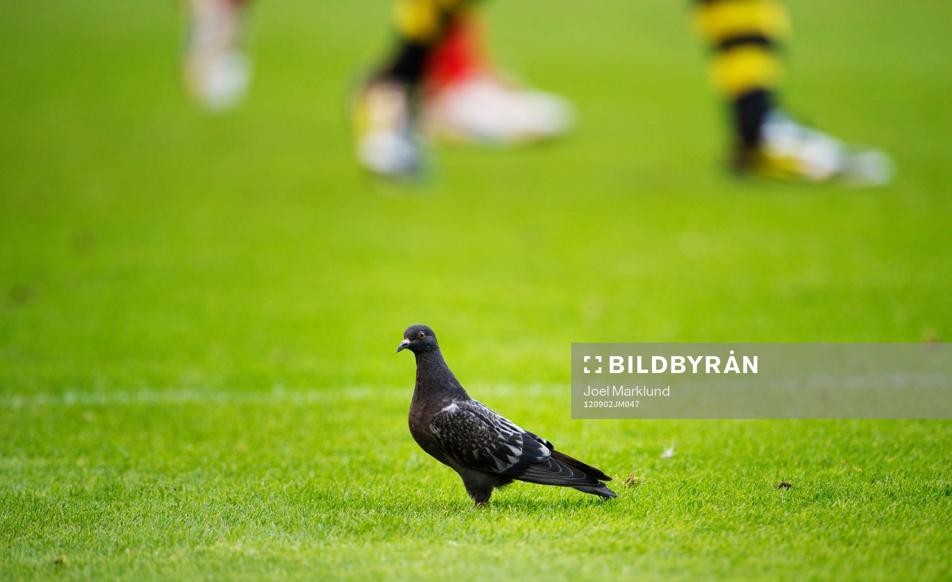 En duva står på gräset medan fotbollsspelarna är i