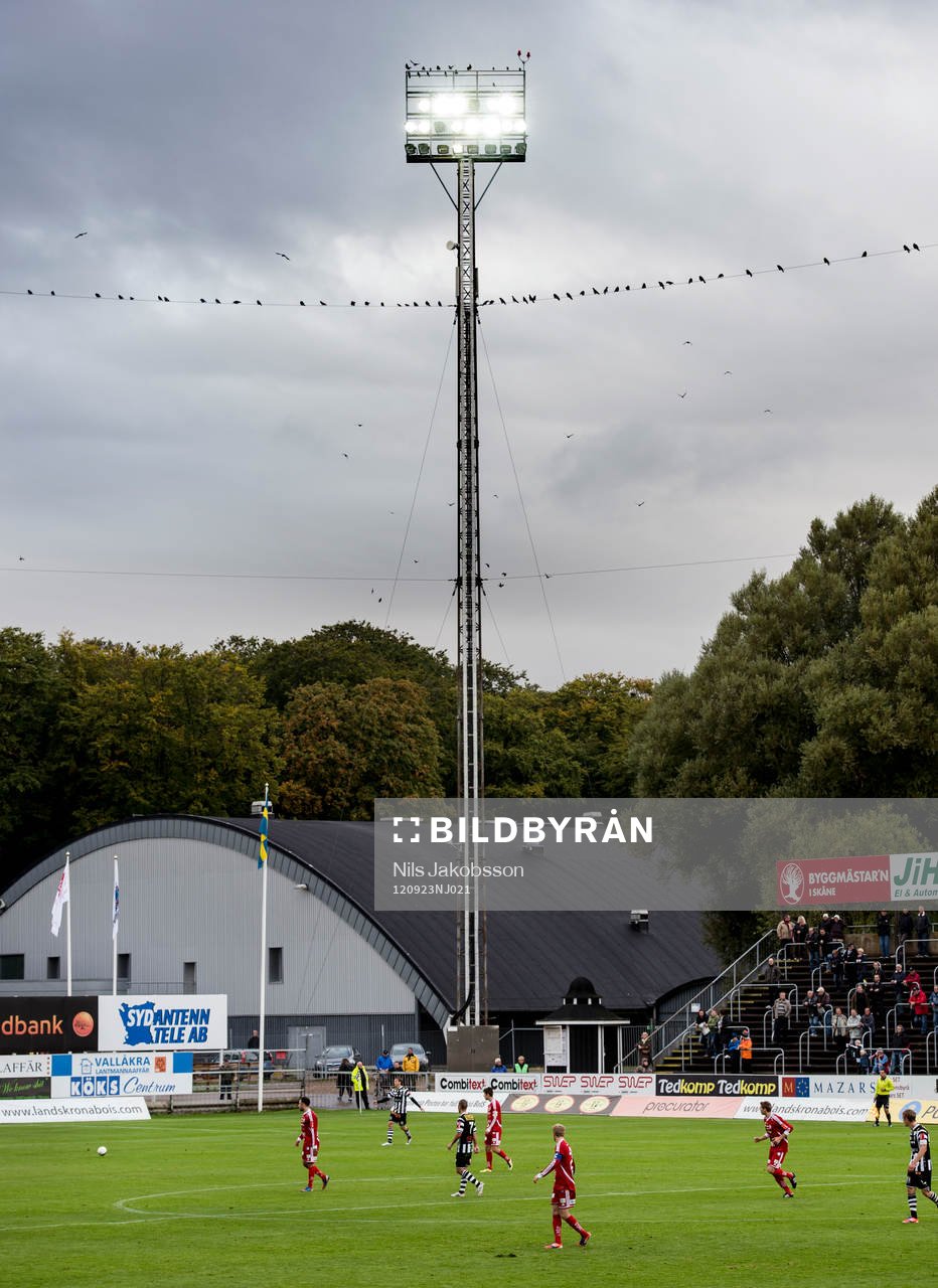 fåglar tittar på fotboll
