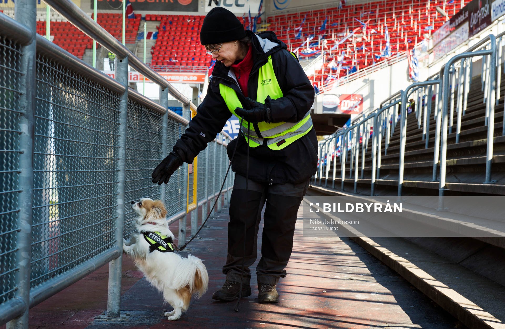 en mycket liten hund är tränad på att hitta pyroteknik
