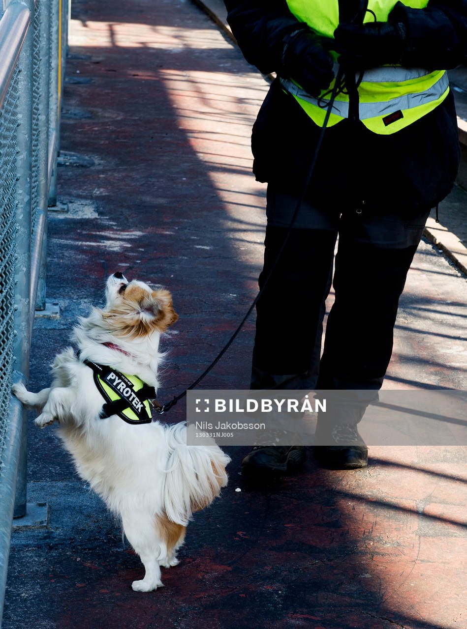 en mycket liten hund är tränad på att hitta pyroteknik
