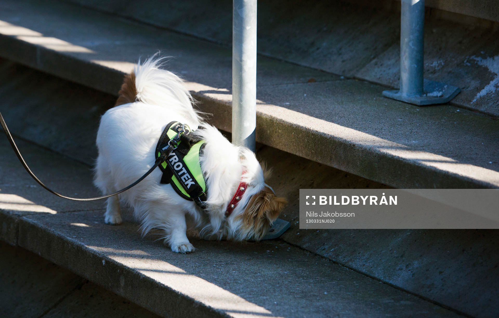 Fotboll, Allsvenskan, Helsingborg - Djurgården: en mycket liten hund är tränad på att hitta pyroteknik och söker av läktaren efter smällare.