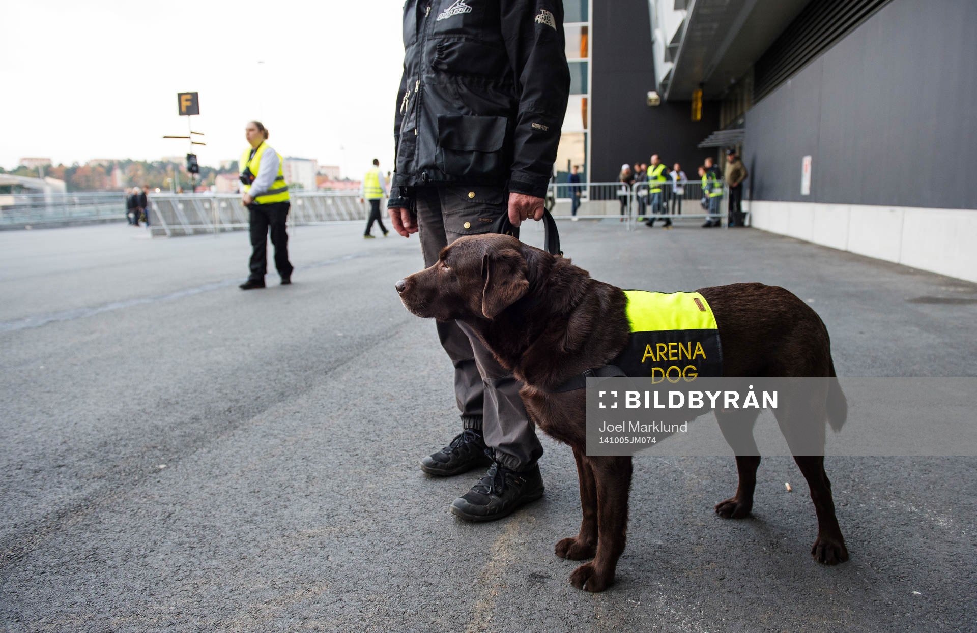 En hund tränad för att hitta bengaliska eldar
