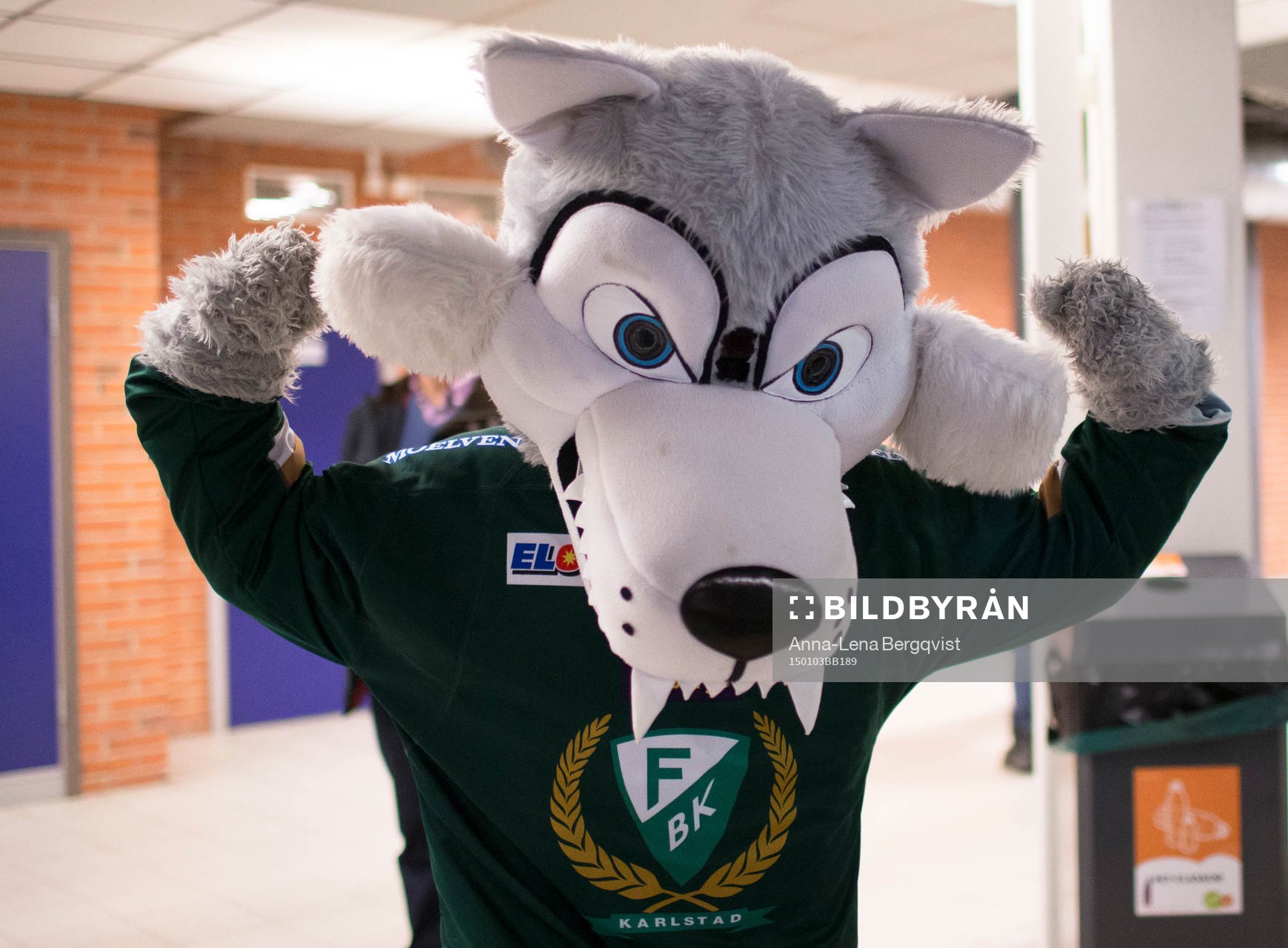 Färjestads maskot Ture Varg visar sin styrka innan