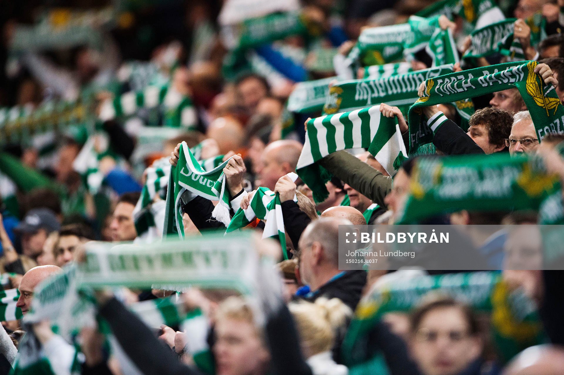 Hammarbys supportrar håller upp halsdukar