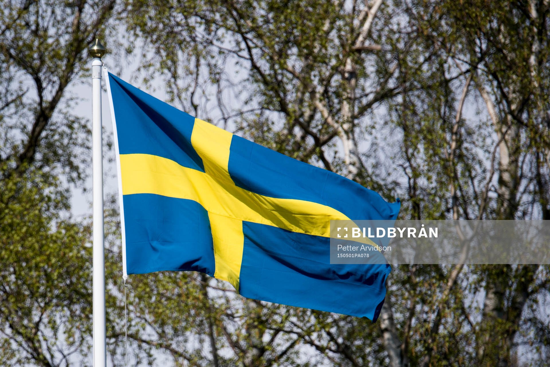 Svenska flaggan och i bakgrunden björkar