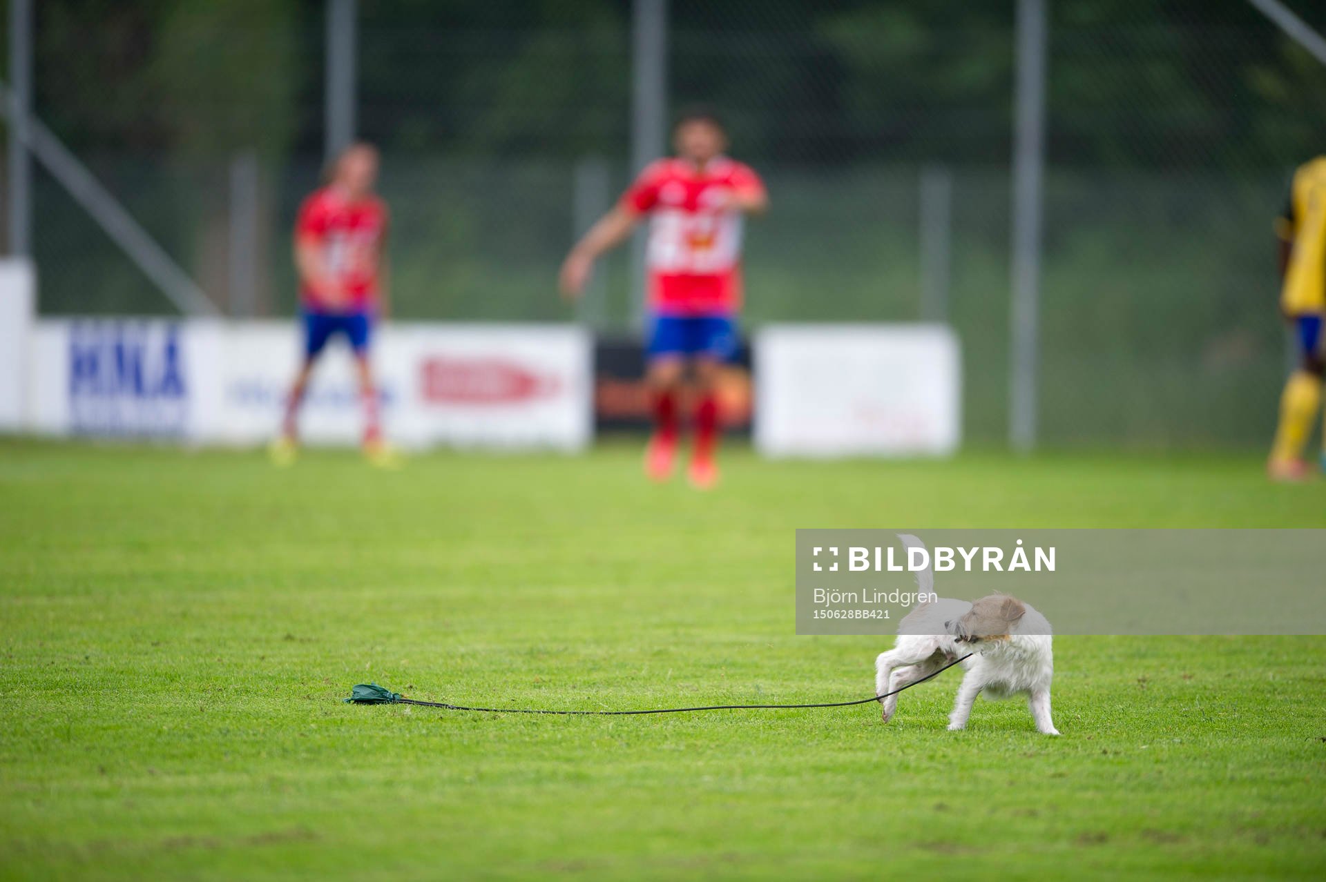 En hund slet sig loss och sprang ut på planen