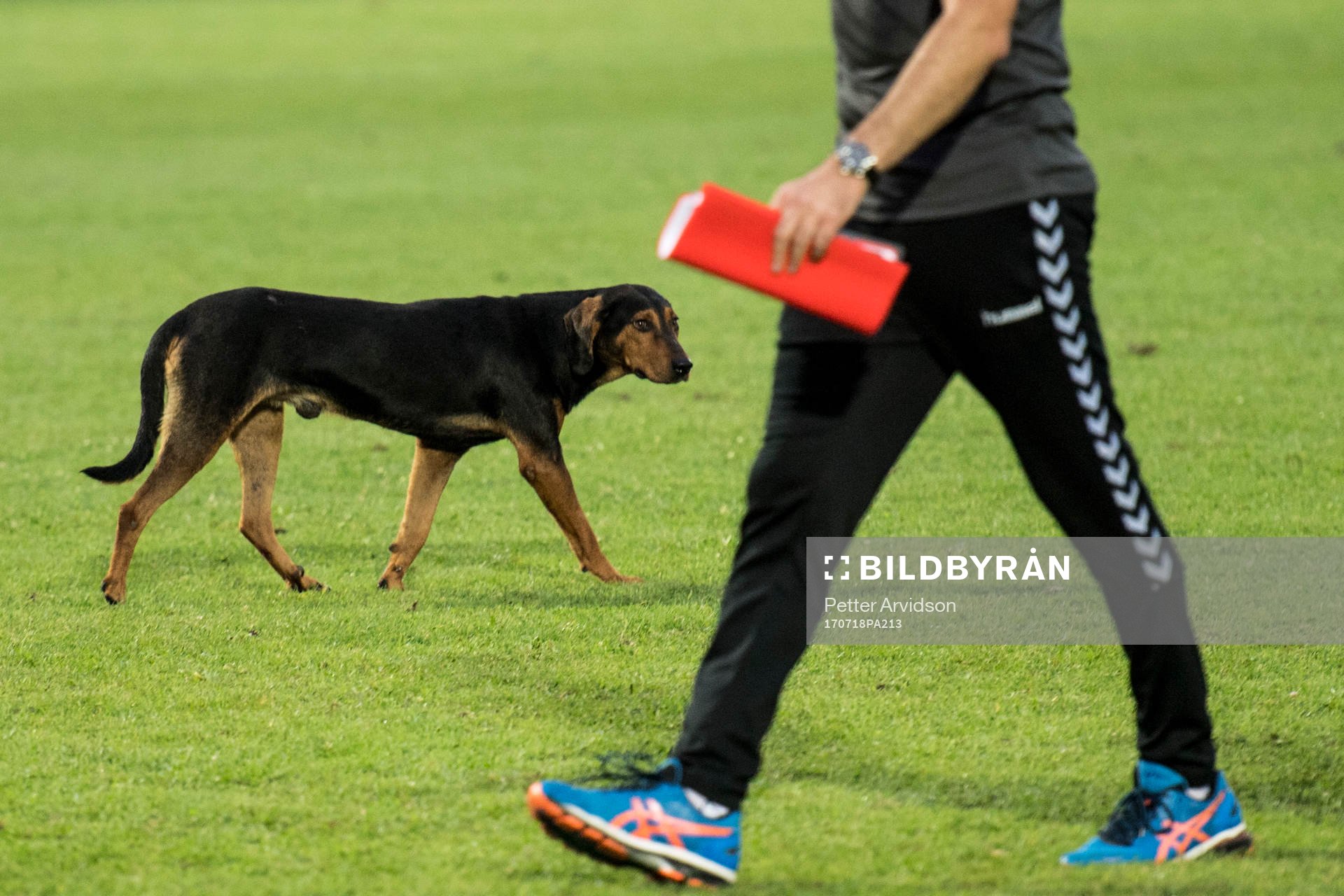 En hund inne på planen