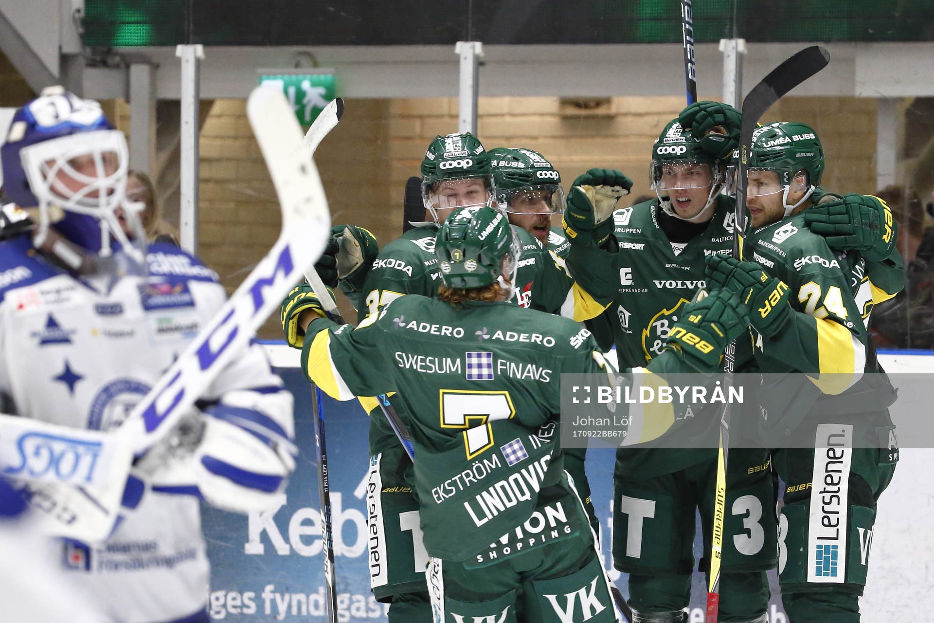 Björklöven jublar