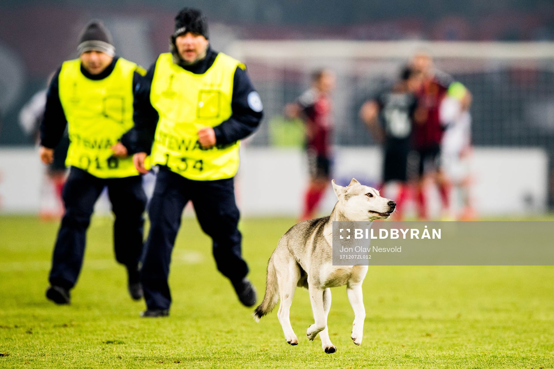 A street dog is being chased off the pitch