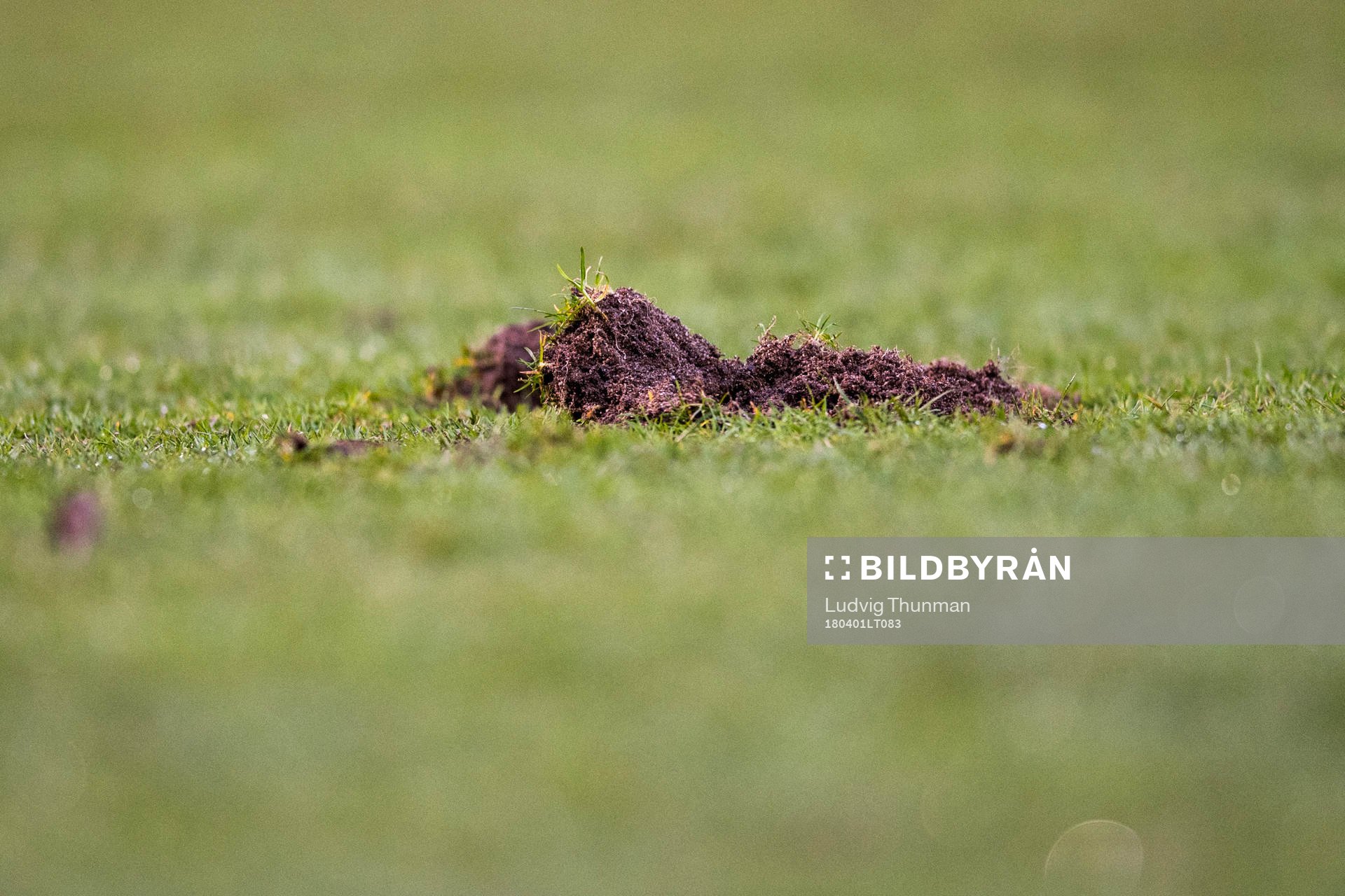 En grästuva på planen under fotbollsmatchen i Allsvenskan mellan Trelleborg och IFK Göteborg den 1 april 2018 i Trelleborg.