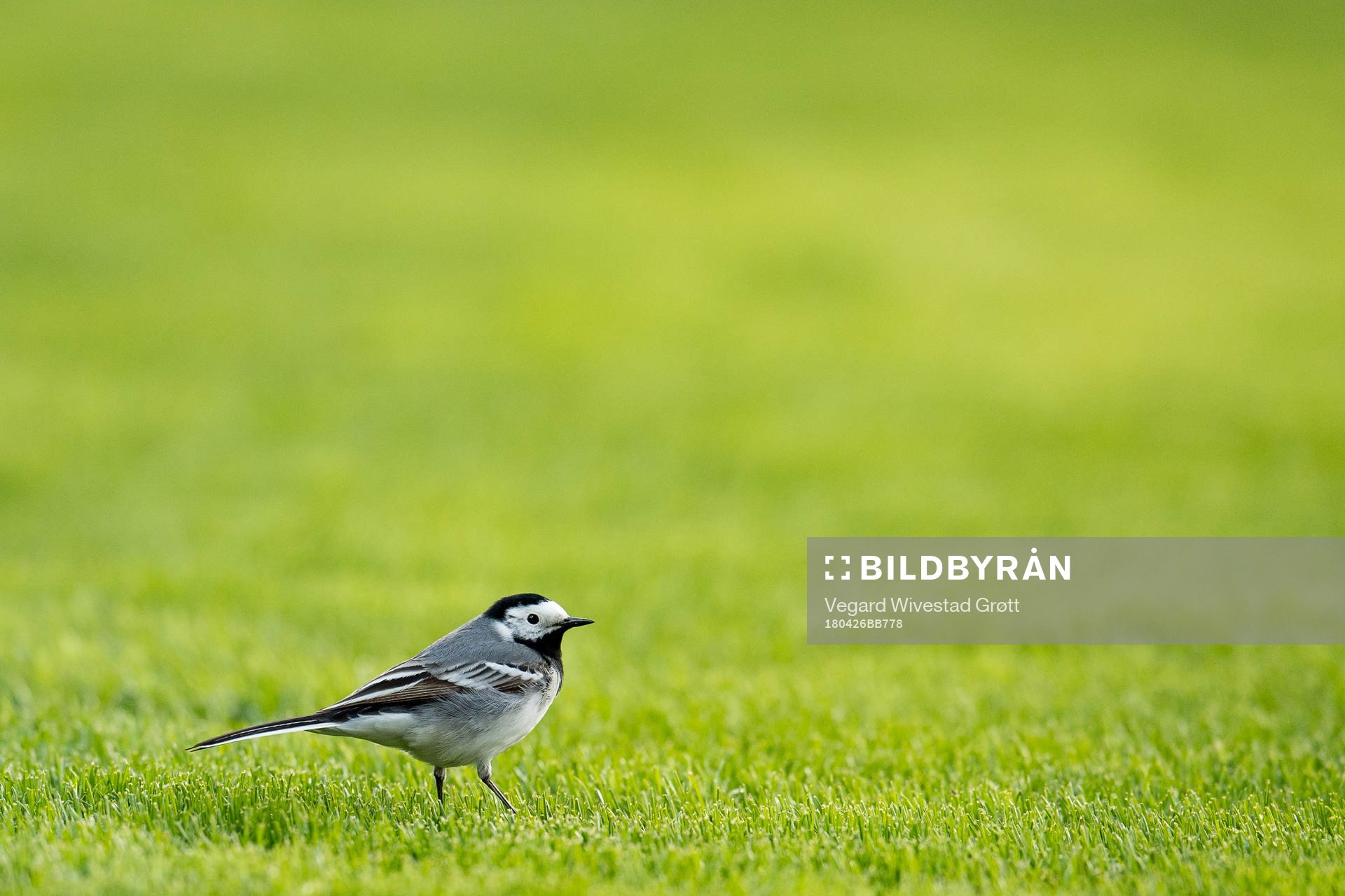 A bird