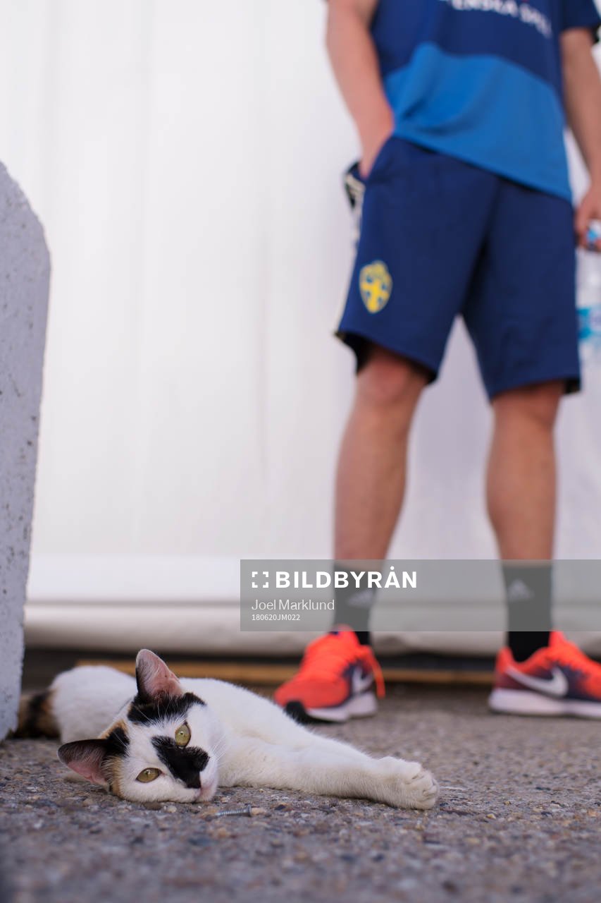 A cat lies in front of Emil Forsberg of the Swedish