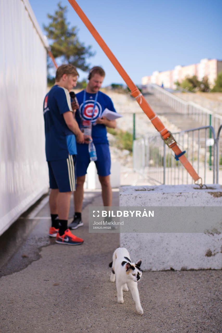 A cat walks past Emil Forsberg of the Swedish national