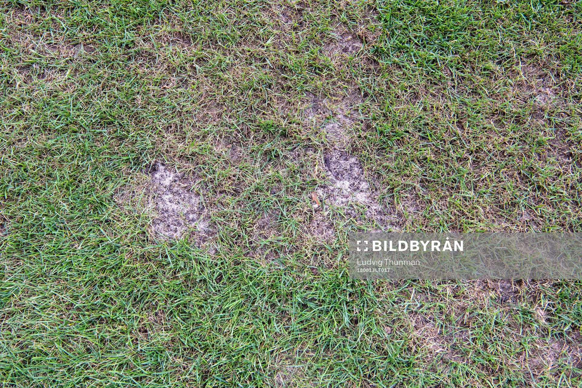 Details of the gras from the pitch at Pancho Arena ahead of the UEFA Champions League qualifying match between Vidi and Malmö FF on August 13, 2018 in Felcsut.