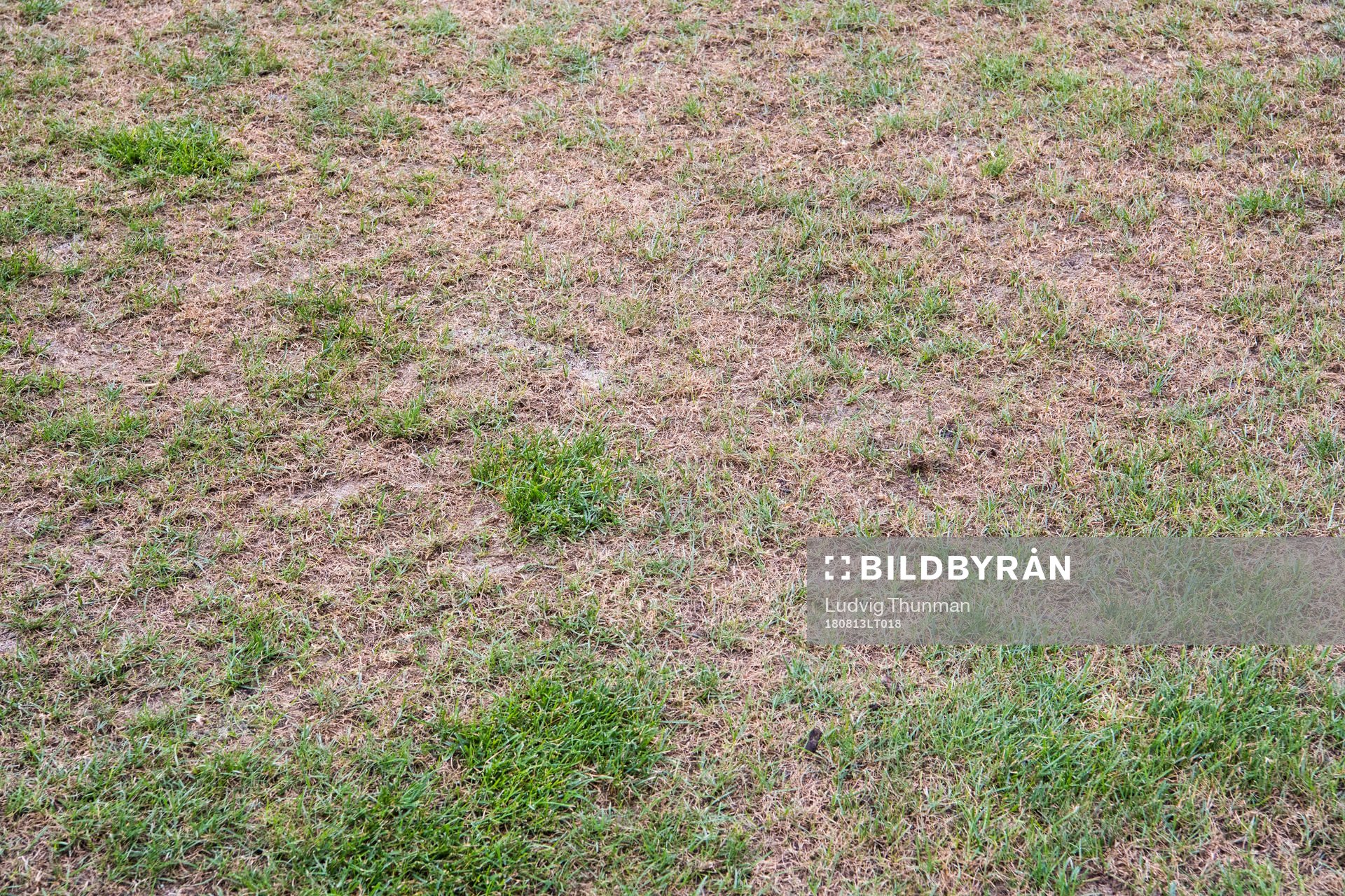 Detail shot of the grass at the pitch at Pancho Arena