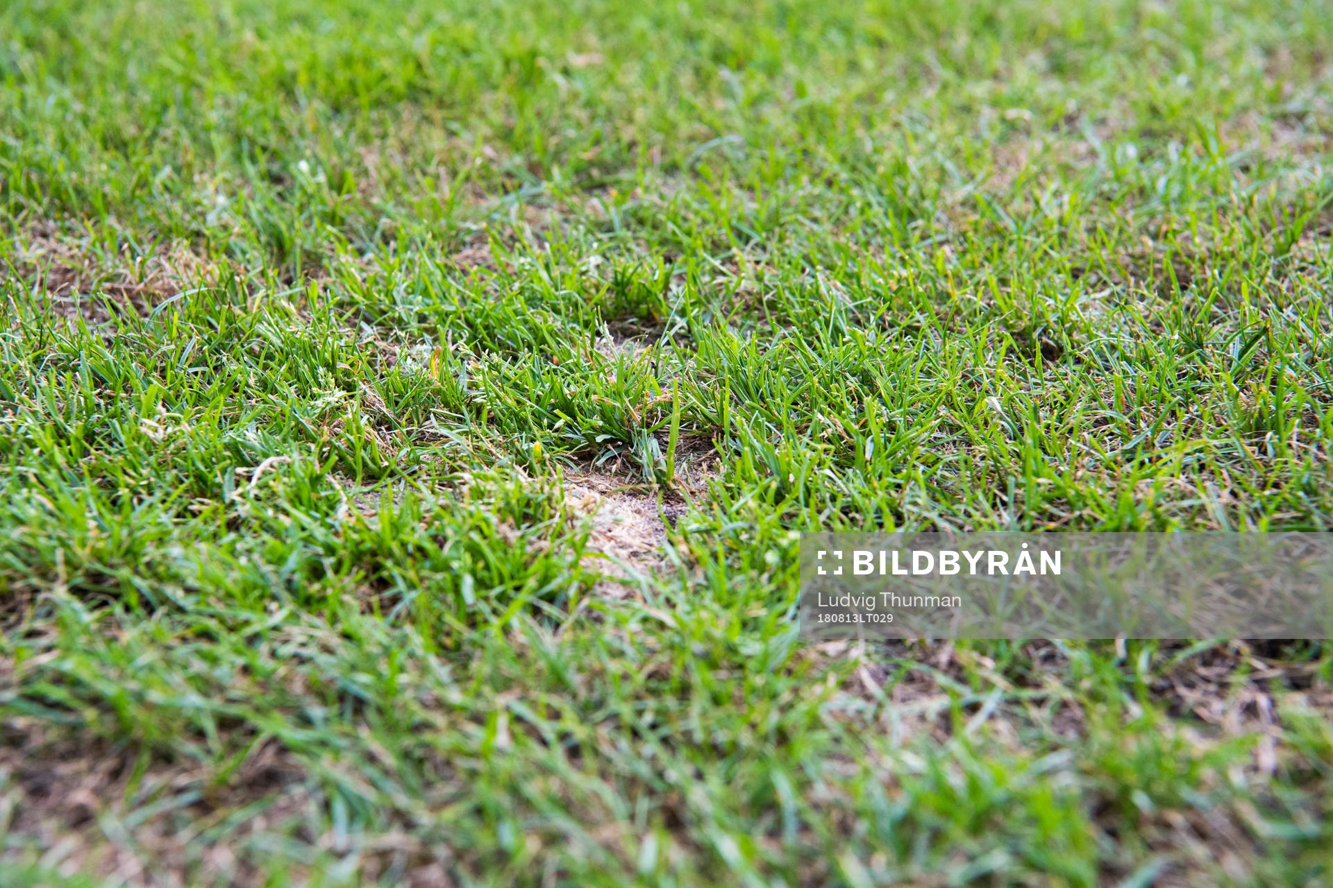Details of the gras from the pitch at Pancho Arena ahead of the UEFA Champions League qualifying match between Vidi and Malmö FF on August 13, 2018 in Felcsut.