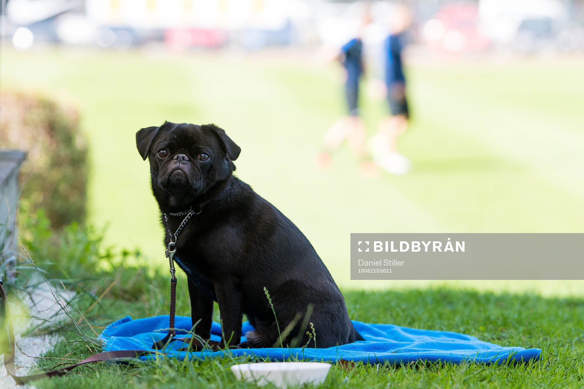 Hunden Olof som tillhör Örgrytes Karl-Johan Lindblad