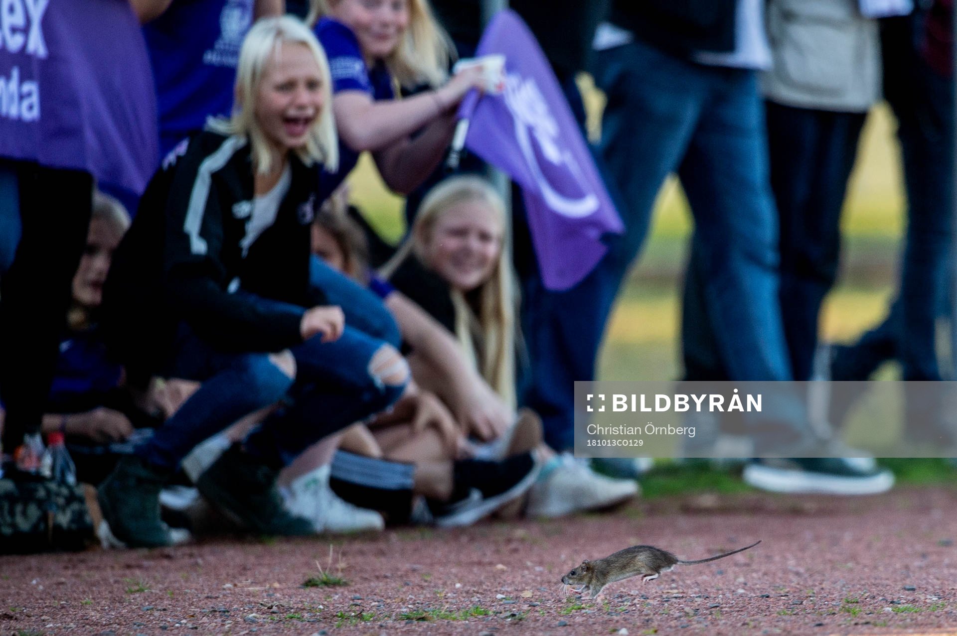 En råtta flyr planen