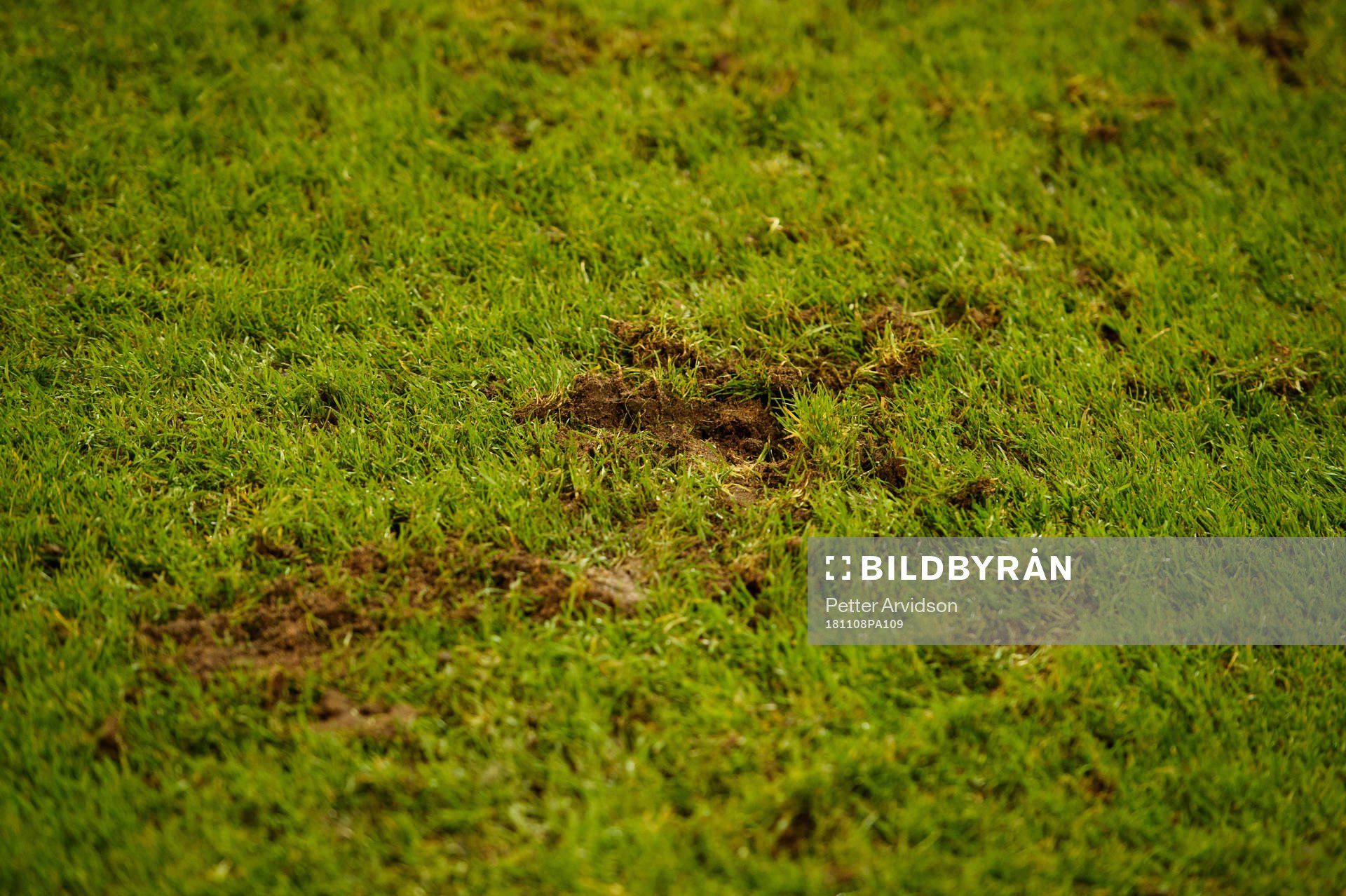 Marks in the grass