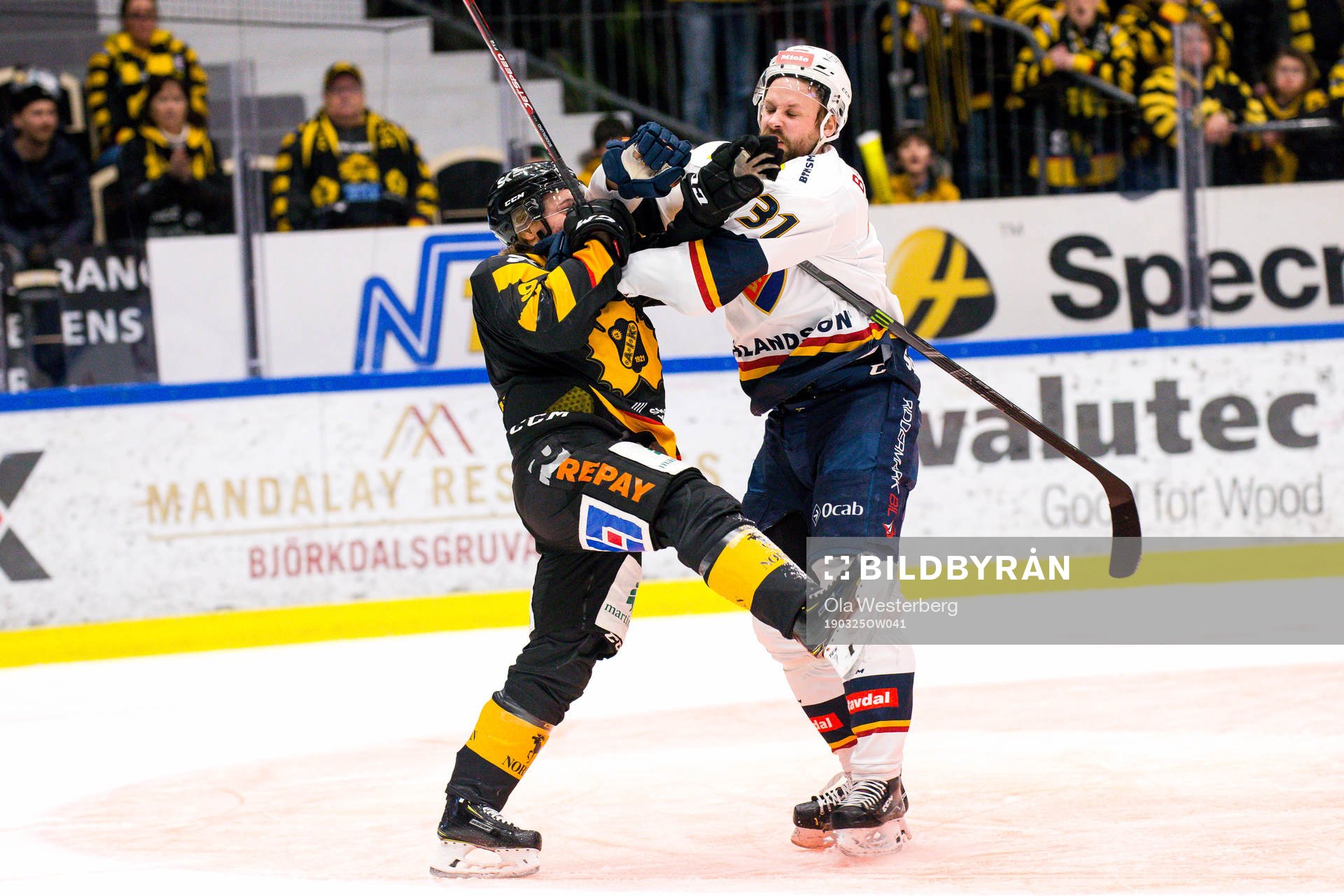 Skellefteås Tim Söderlund