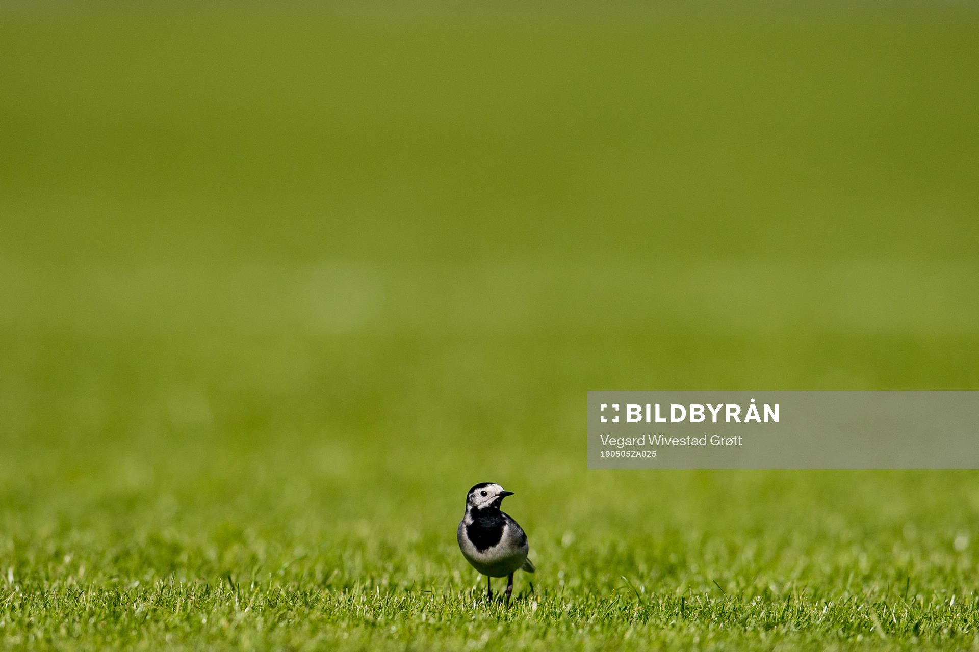 A bird