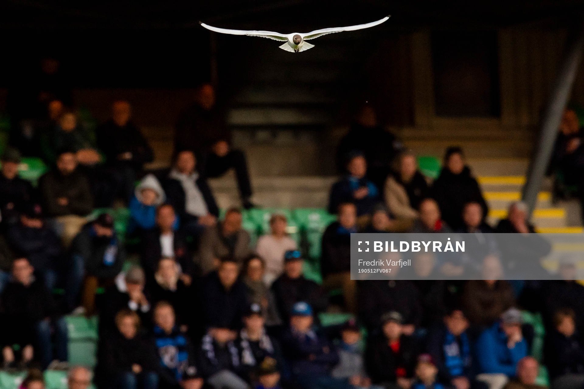 A seagull are flying over the pitch