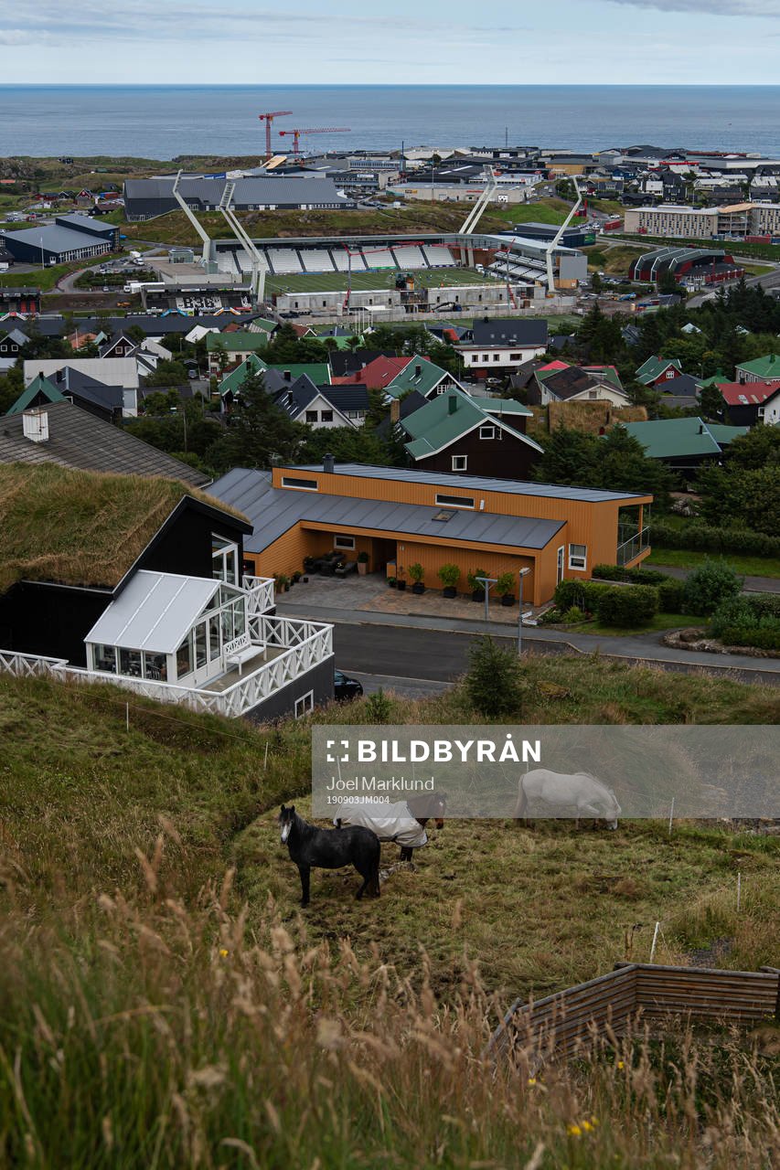 Horses at distance from Tórsvøllur Stadium where players