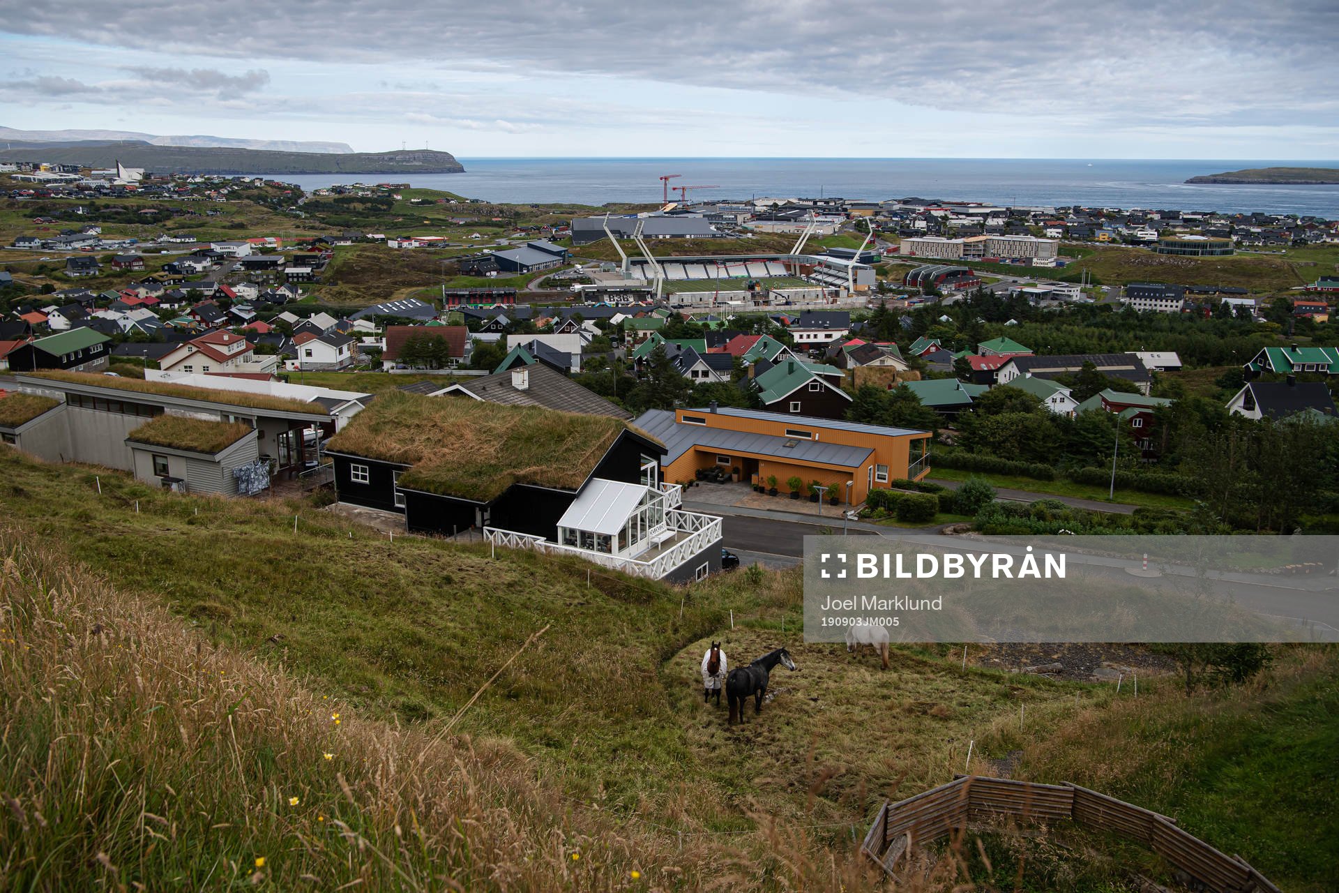 Horses at distance from Tórsvøllur Stadium where players