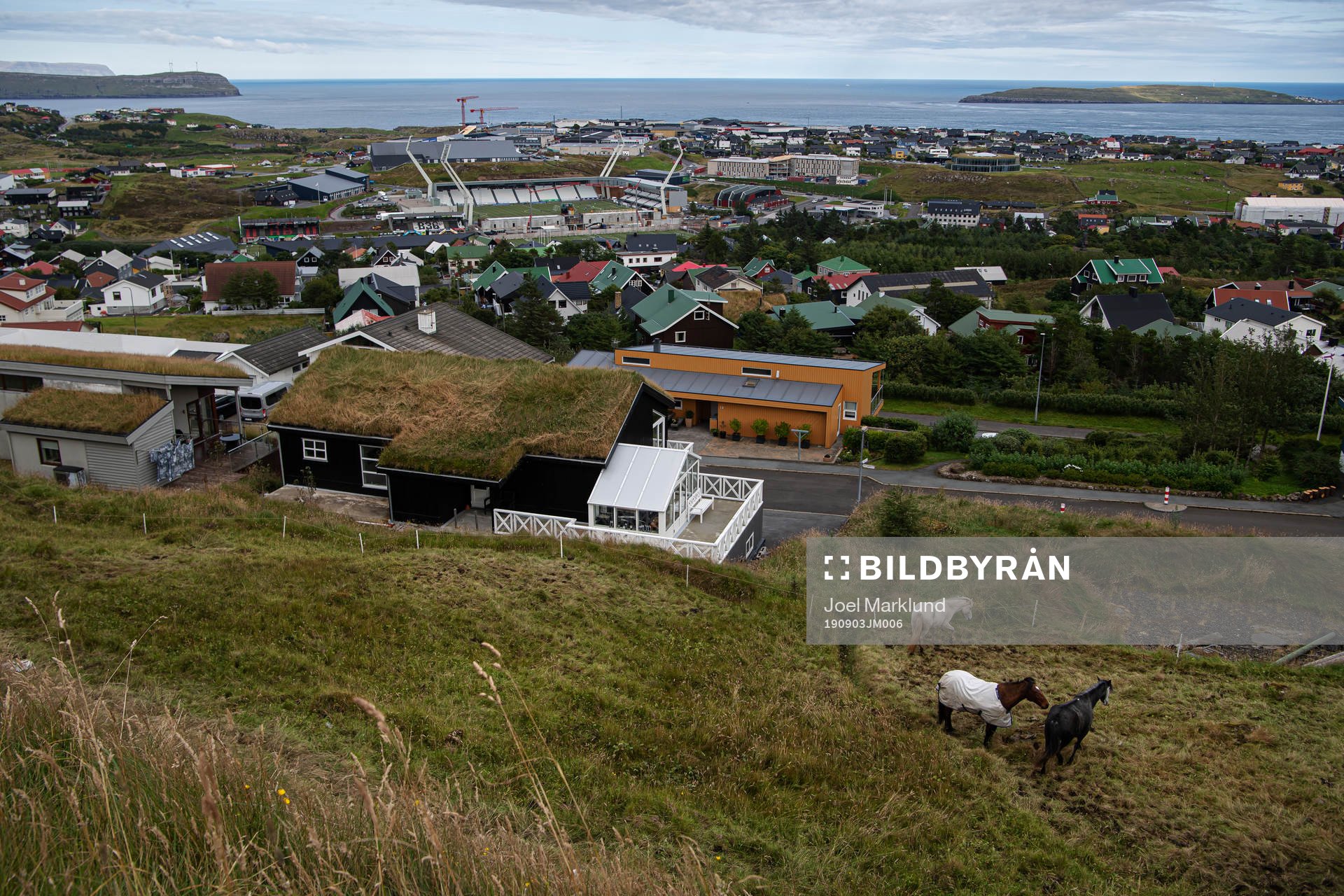 Horses at distance from Tórsvøllur Stadium where players