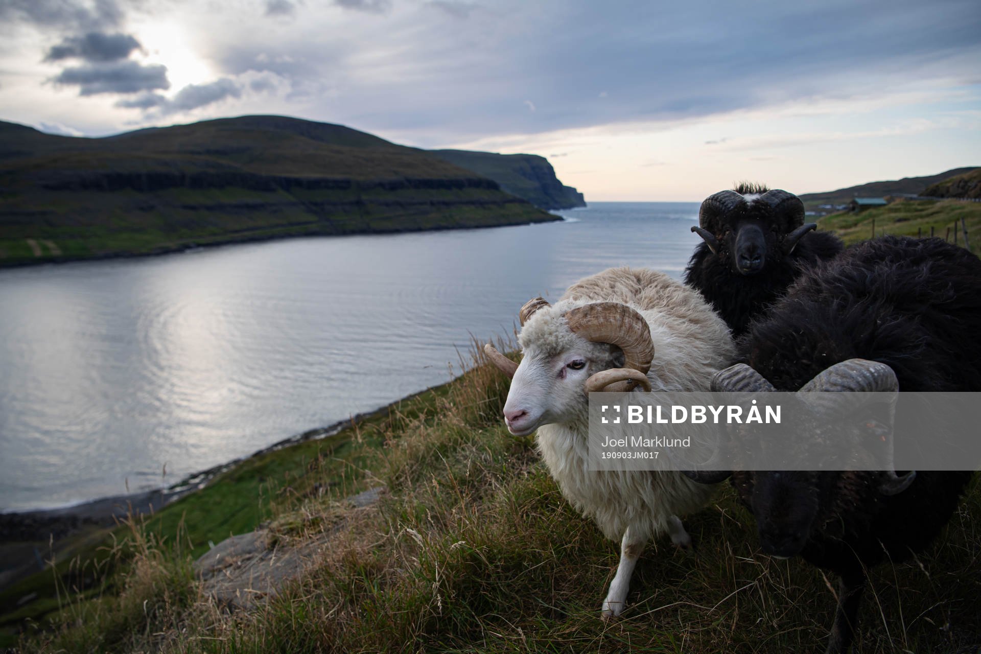 Sheep wander