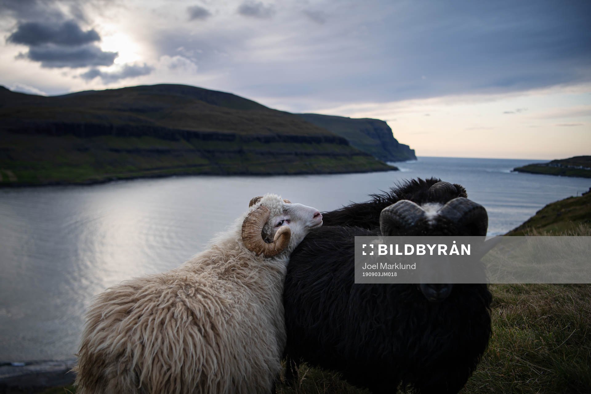Sheep wander