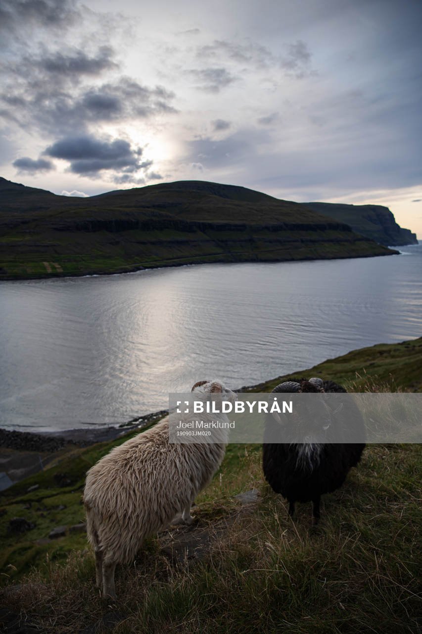 Sheep wander