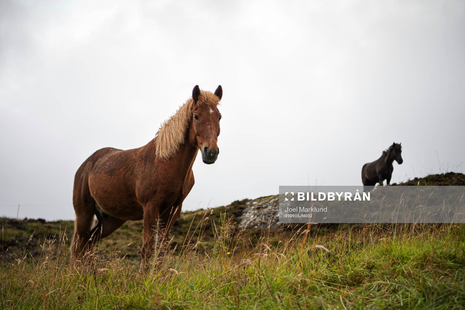 Horses next to Tórsvøllur Stadium