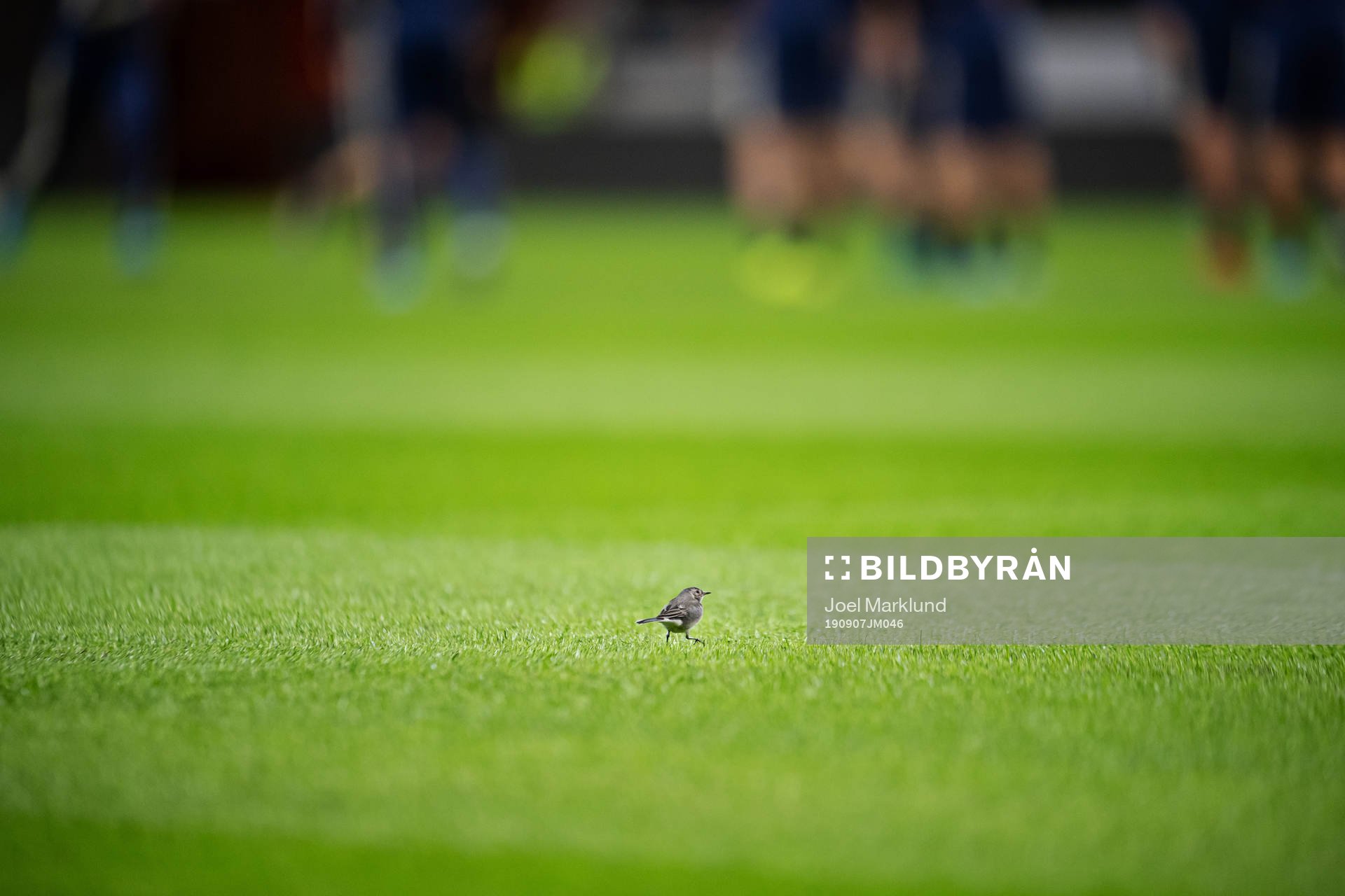 A bird is walking