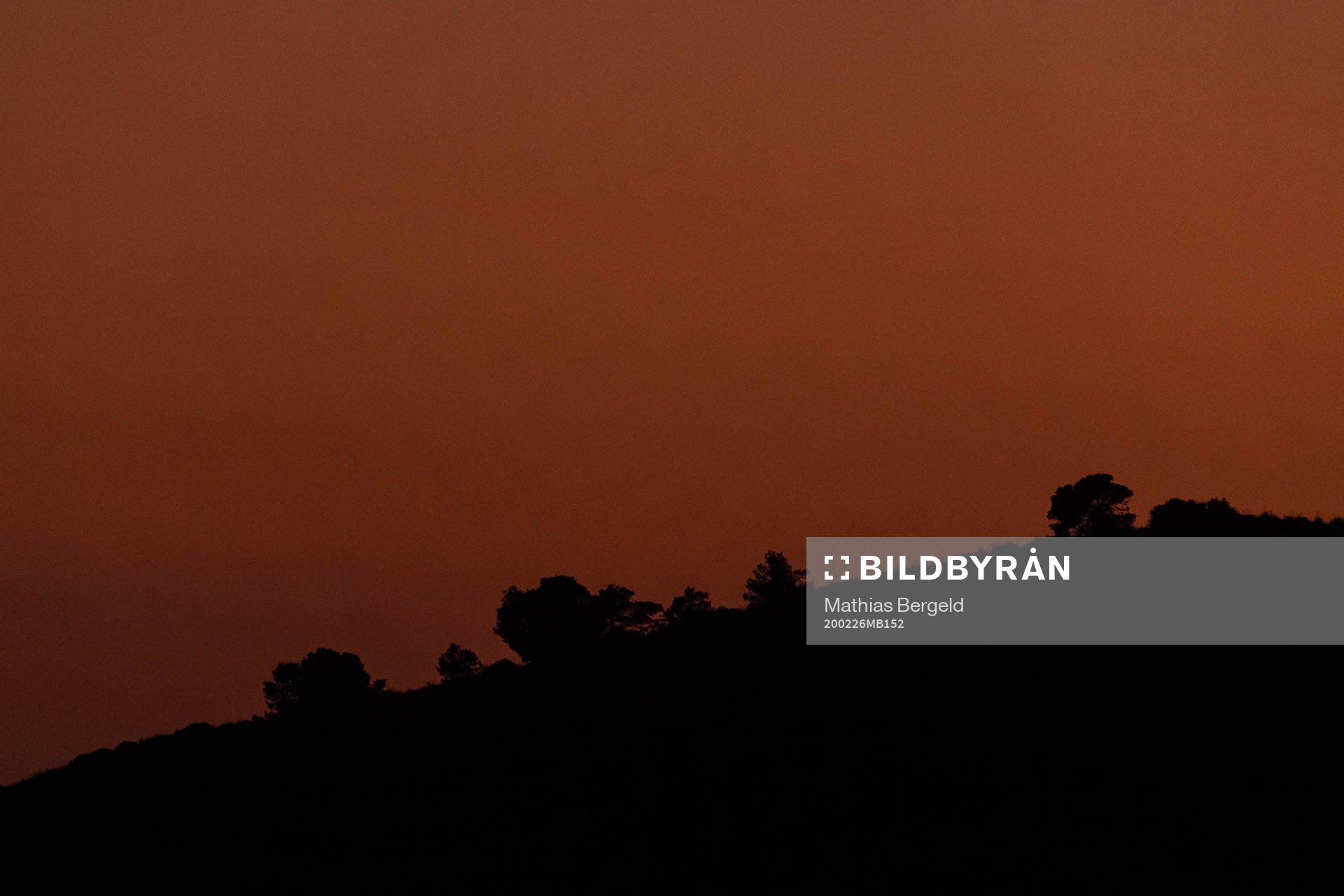 Silhouette of trees in sunset