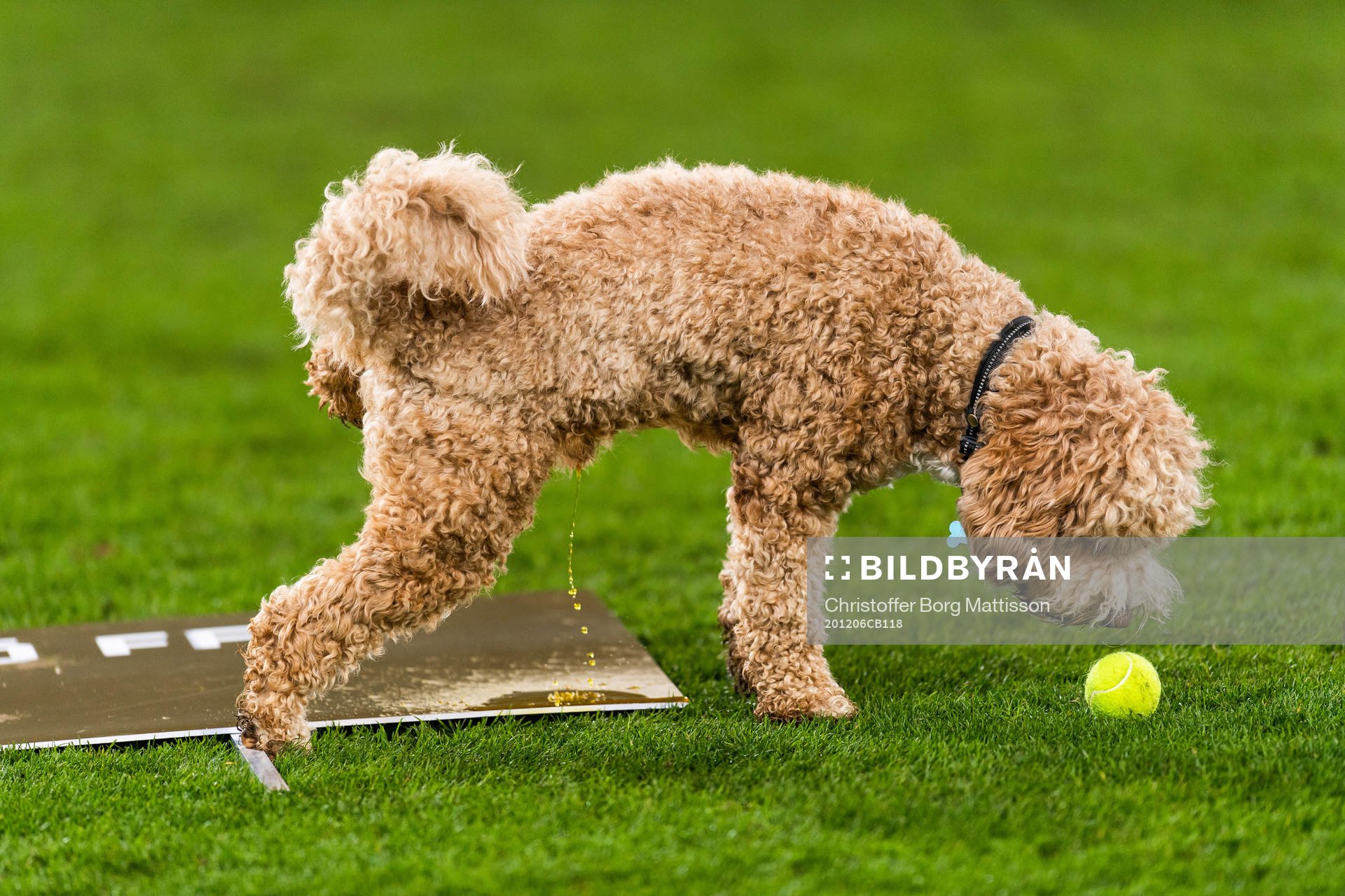 Malmö FFs Behrang Safaris hund Dante kissar när hans husse hyllas efter fotbollsmatchen i Allsvenskan mellan Malmö FF och Östersund den 6 december 2020 i Malmö.